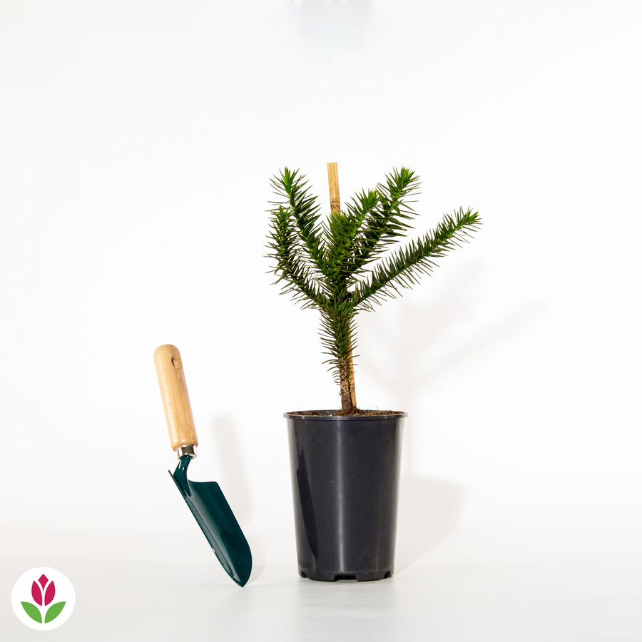 Arbre Désespoir Des Singes (Araucaria Araucana) | Godet 20-25 Cm, Conifère Original Persistant