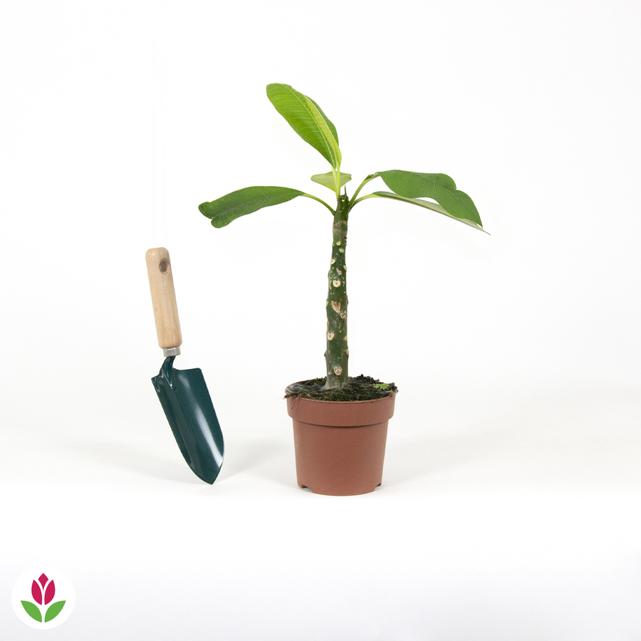 Graines De Frangipanier (Plumeria) 'Mai Thai' - Lot De 5 Graines Fraîches - 2