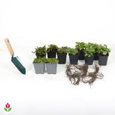 Collection de 15 plantes vivaces rampantes - 2 m²