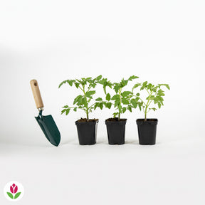 3 Plants de Tomate Marmande