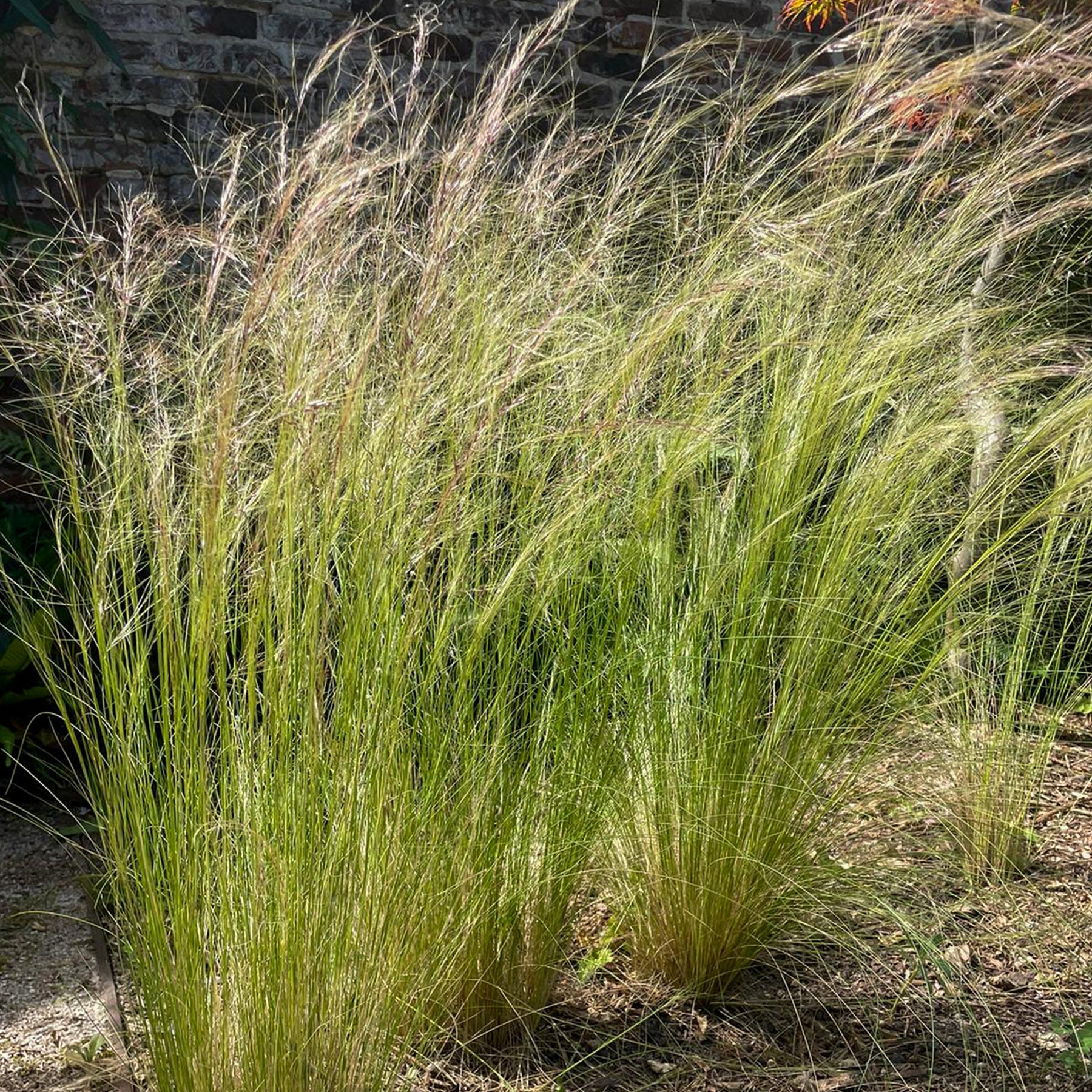 Vente Stipa tenuissima - Cheveux d'ange - Stipa tenuissima