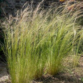Vente Stipa tenuissima - Cheveux d'ange - Stipa tenuissima