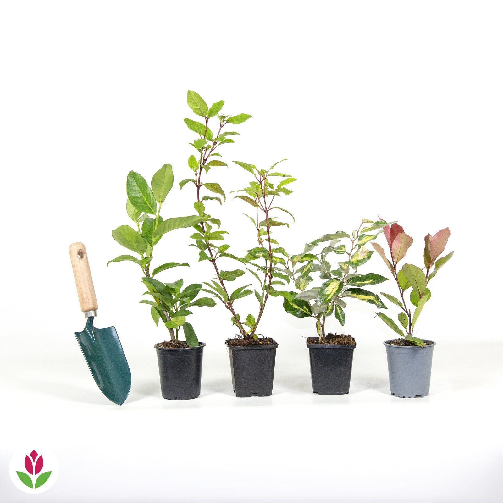 Collection Haie persistante 4 arbustes Eleagnus pungens Maculata