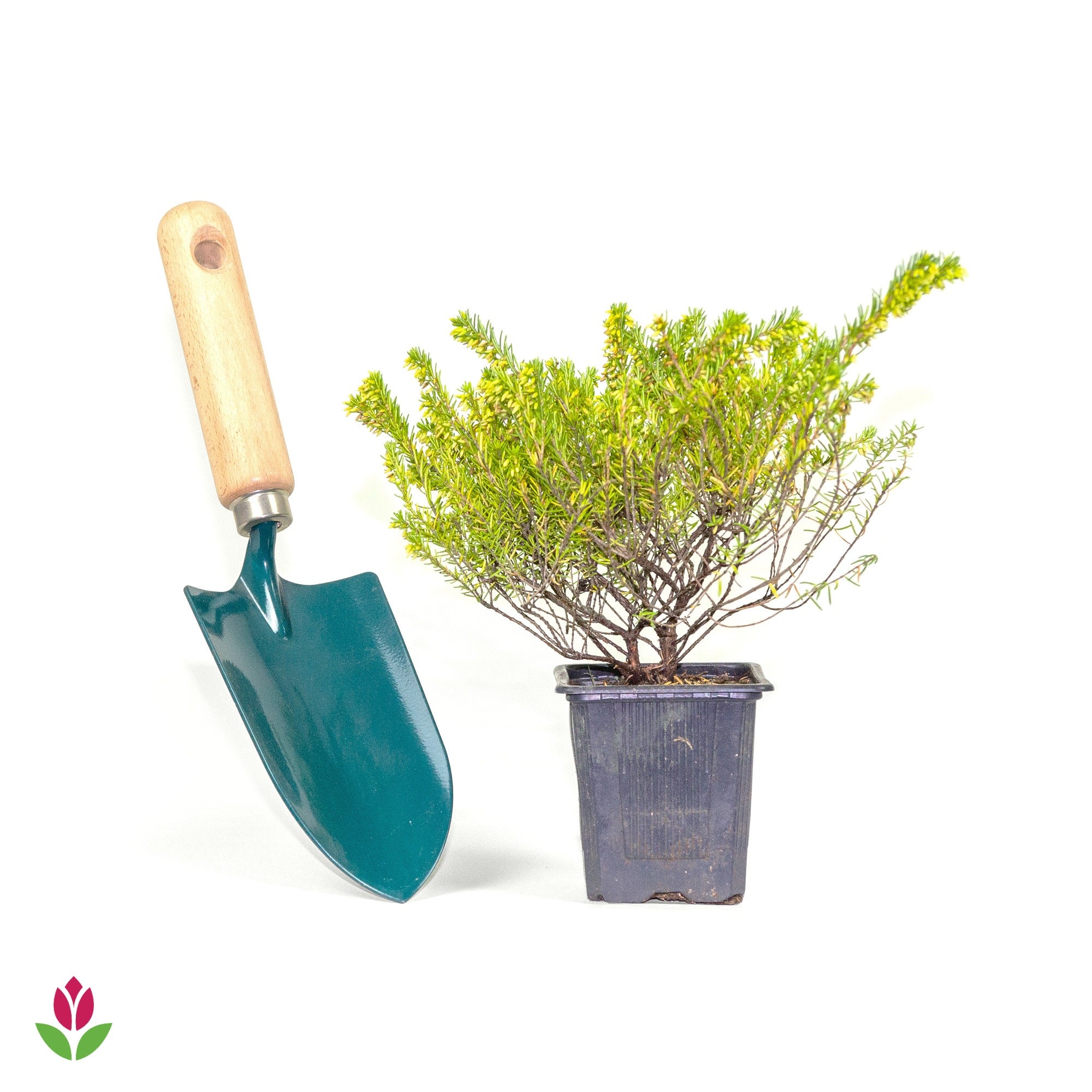 Bruyère d'hiver White Glow