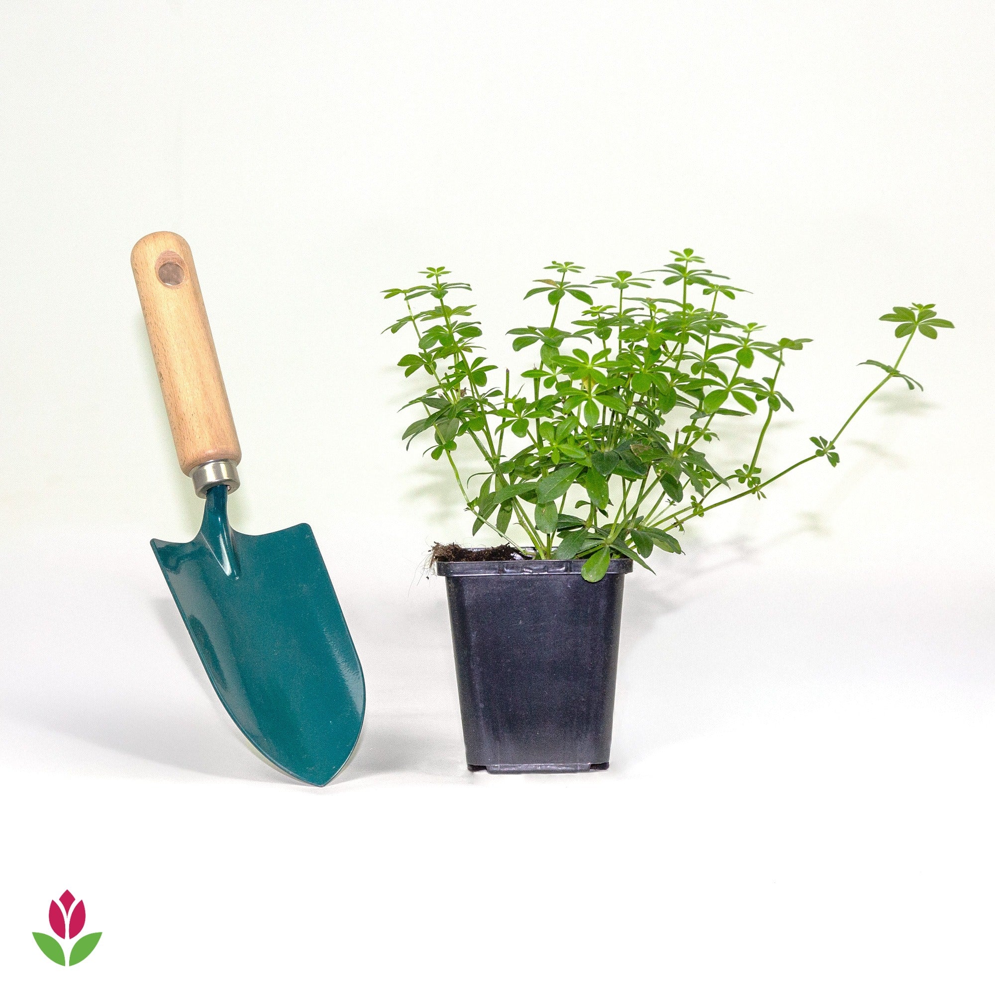 Aspérule odorante - Petit Muguet