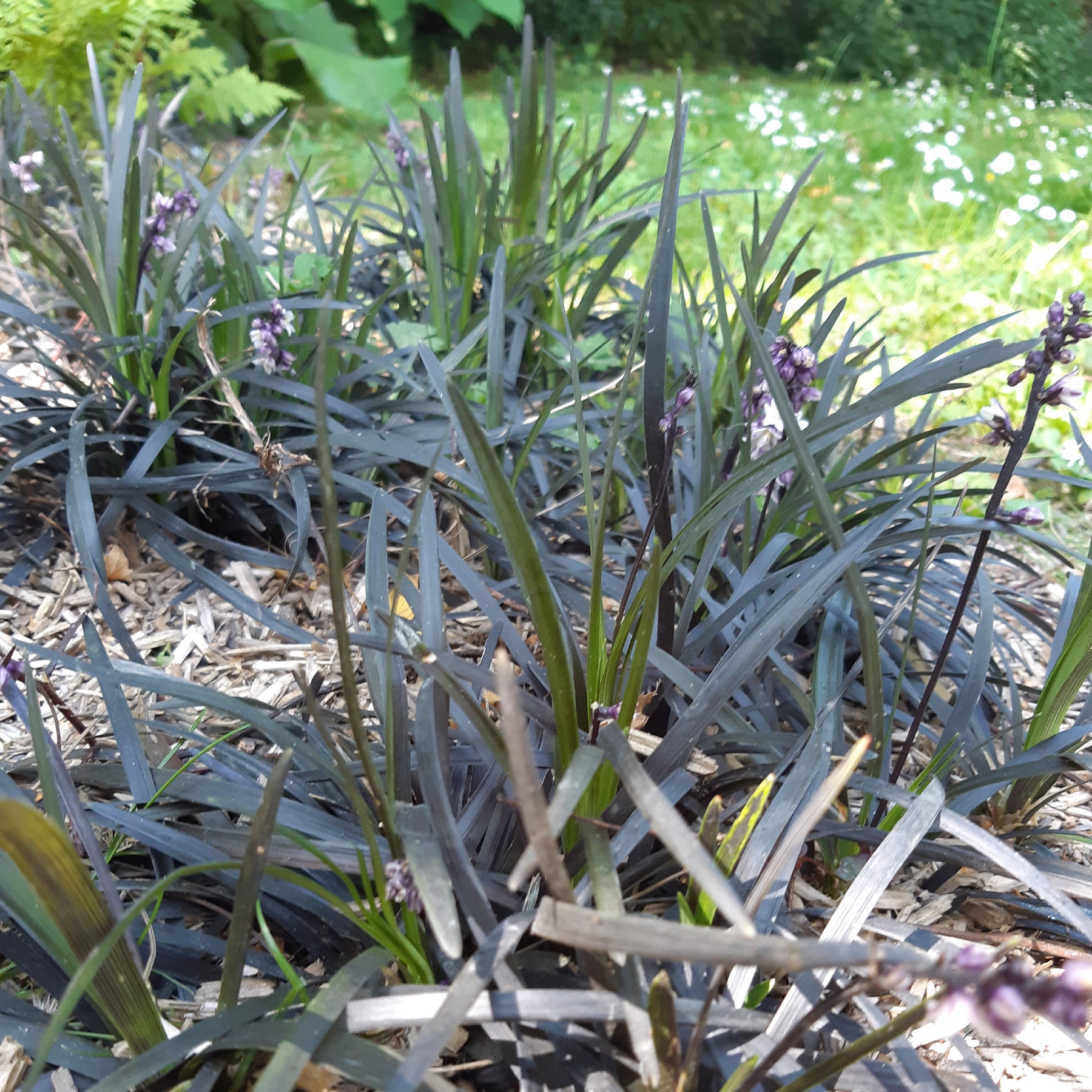 Vente Vivaces couvre-sol - Ophiopogon noir Niger