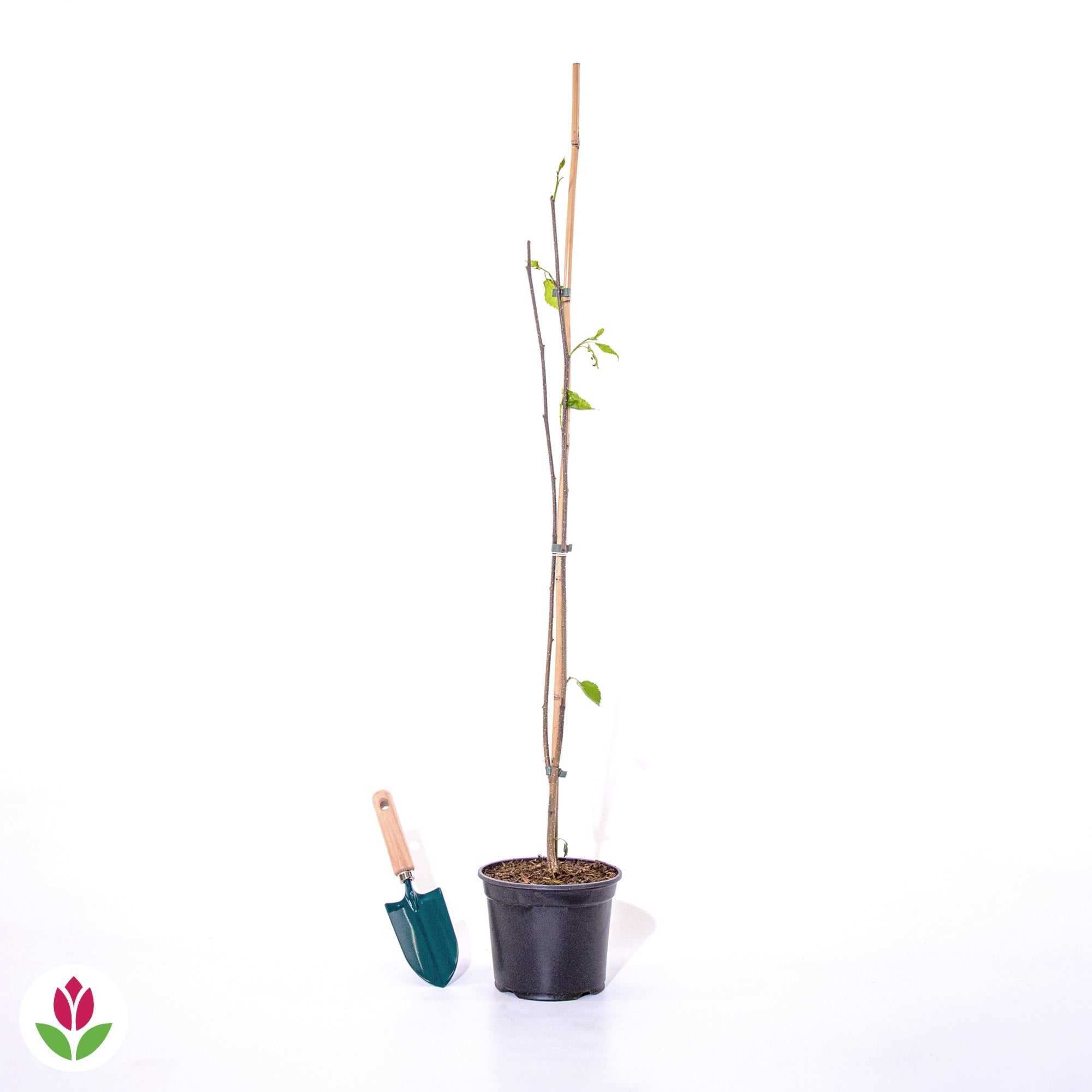 Bouleau de l'Himalaya