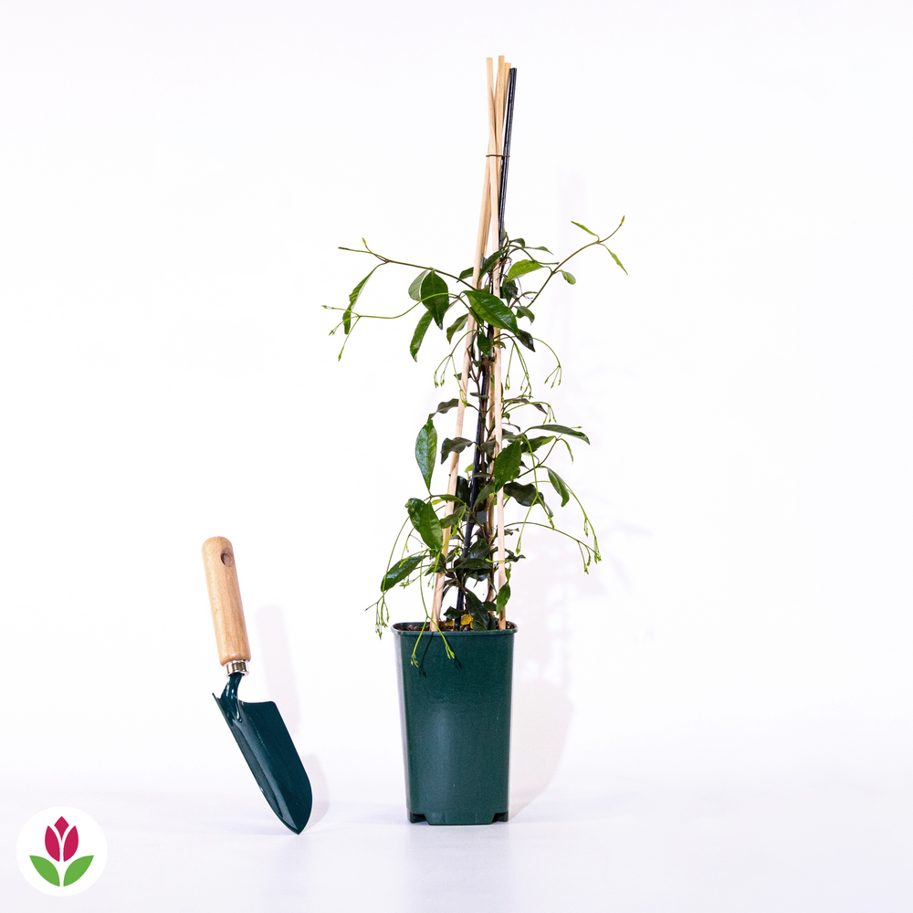 Plant In A Box - Trachelospermum Jasminoides