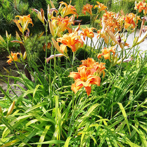 Hemerocallis fulva flore pleno - Hémérocalle fauve Flore Pleno - Hémérocalle