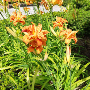Hémérocalle - Hémérocalle fauve Flore Pleno - Hemerocallis fulva flore pleno