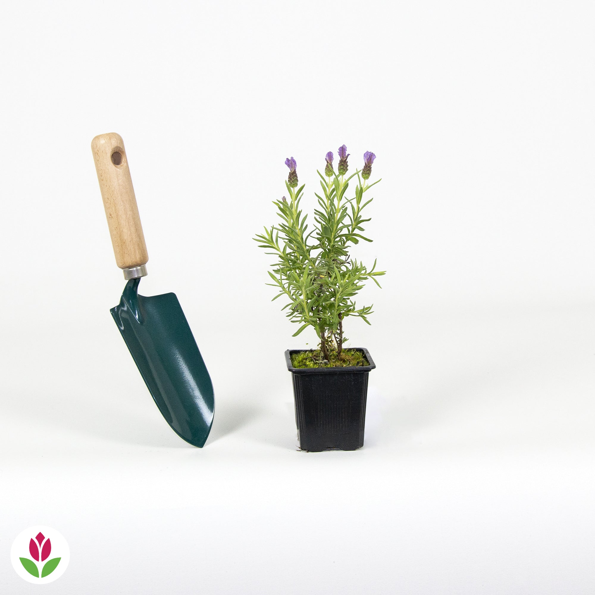 Lavande papillon MAGICAL® POSY PURPLE