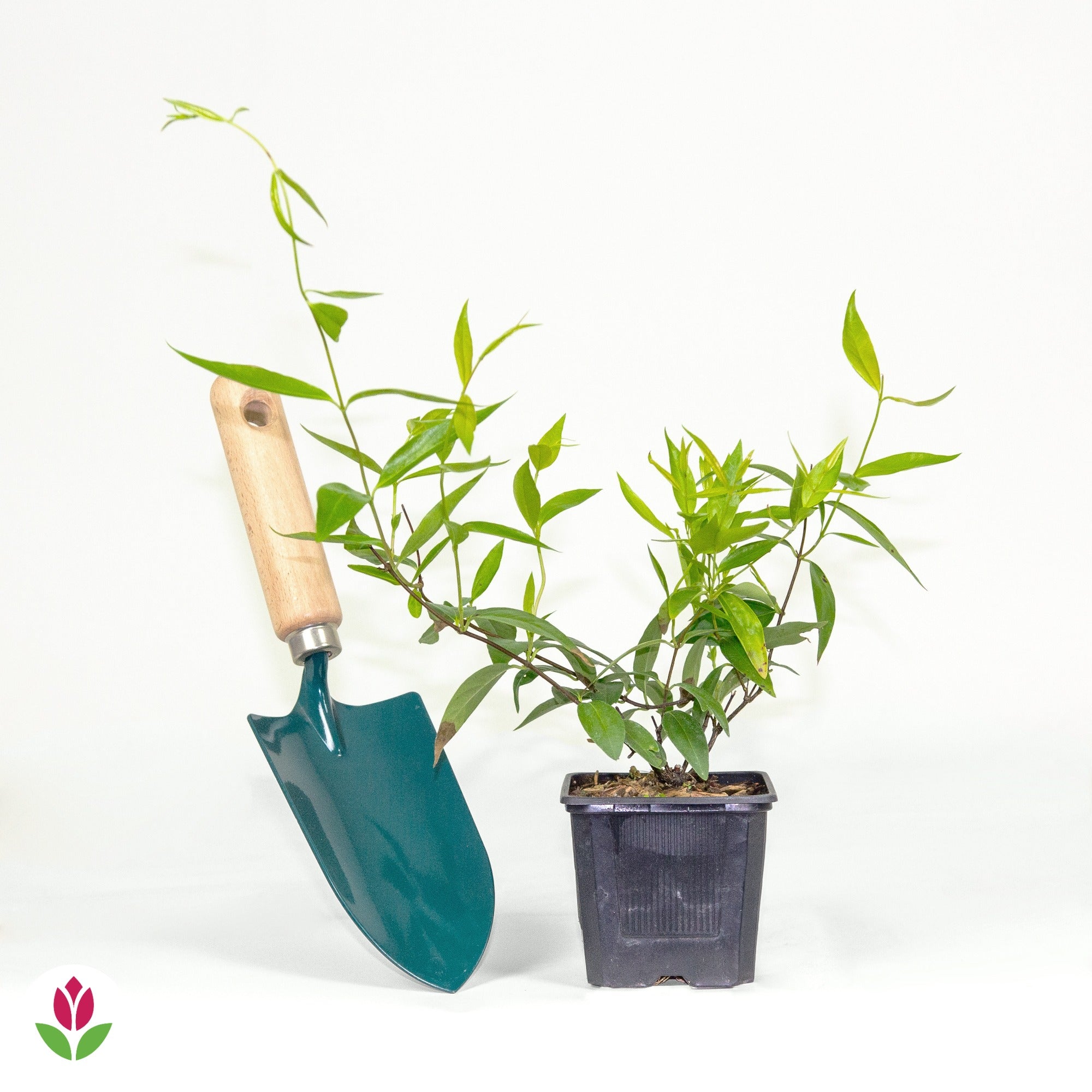 Gelsemium sempervirens