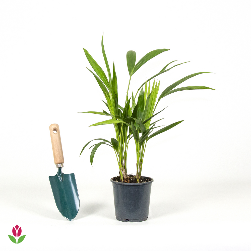 Palmier Kentia Howea Forsteriana 19 Hauteur 90-100 Cm