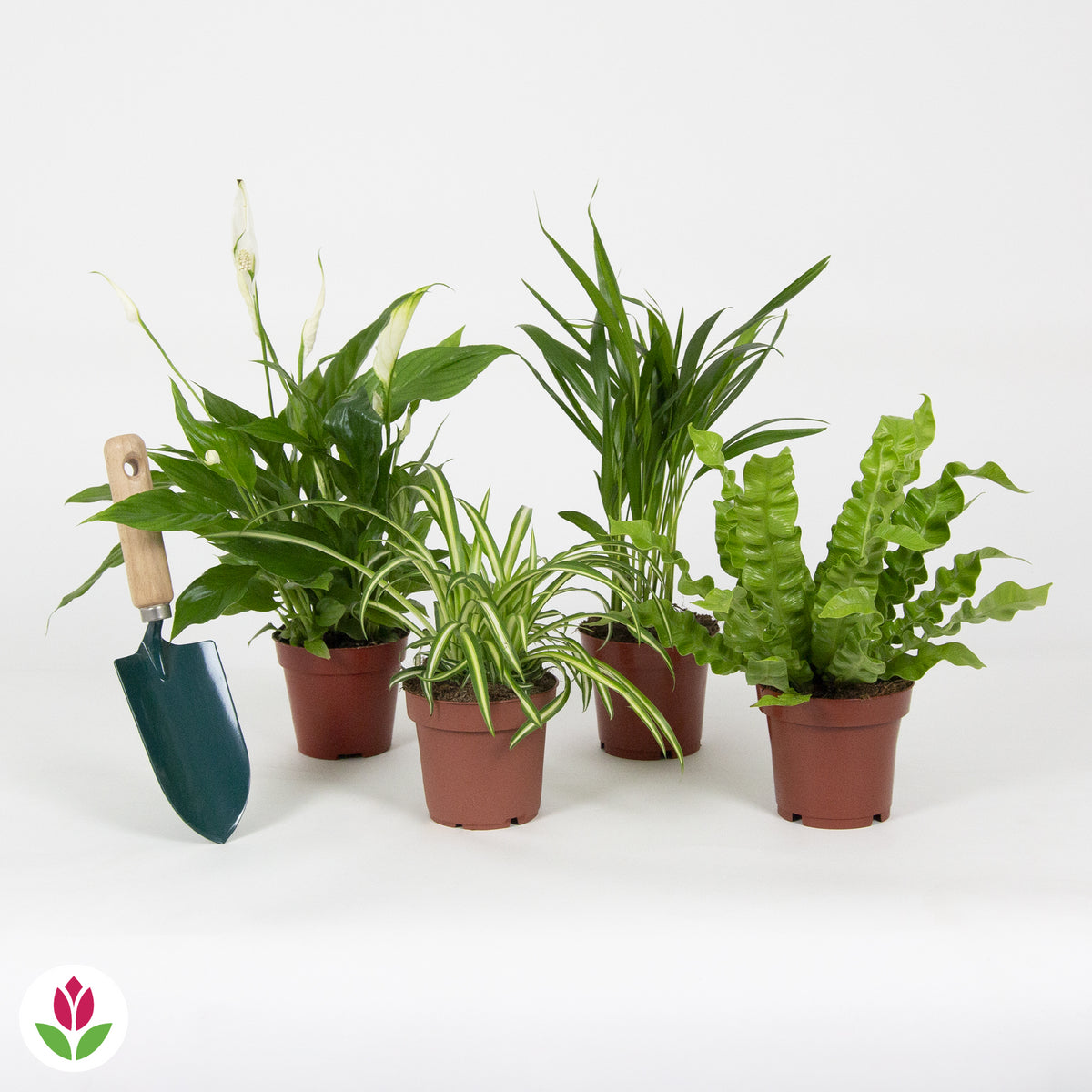 Collection de 4 plantes dépolluantes - Areca dypsis, chlorophytum 'atlantic', asplenium, spathiphylum - Plantes