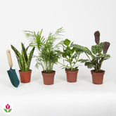 Collection de 4 plantes d'intérieur faciles -  clusia, chamaedorea, ctenanthe burle marxii, sansevieria