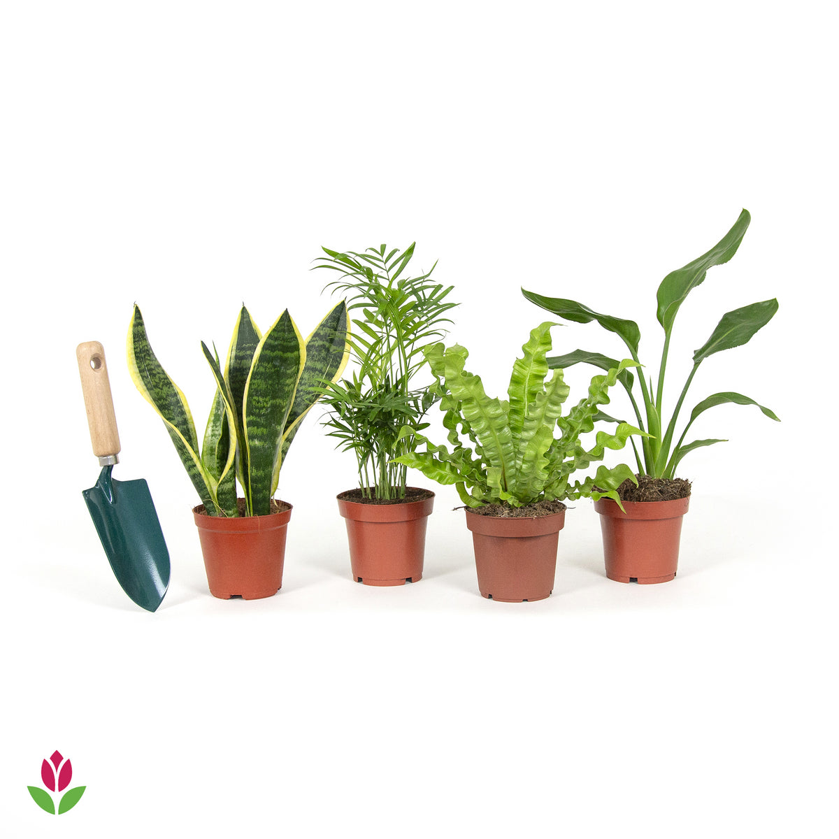 Collection de 4 plantes d'intérieur vertes