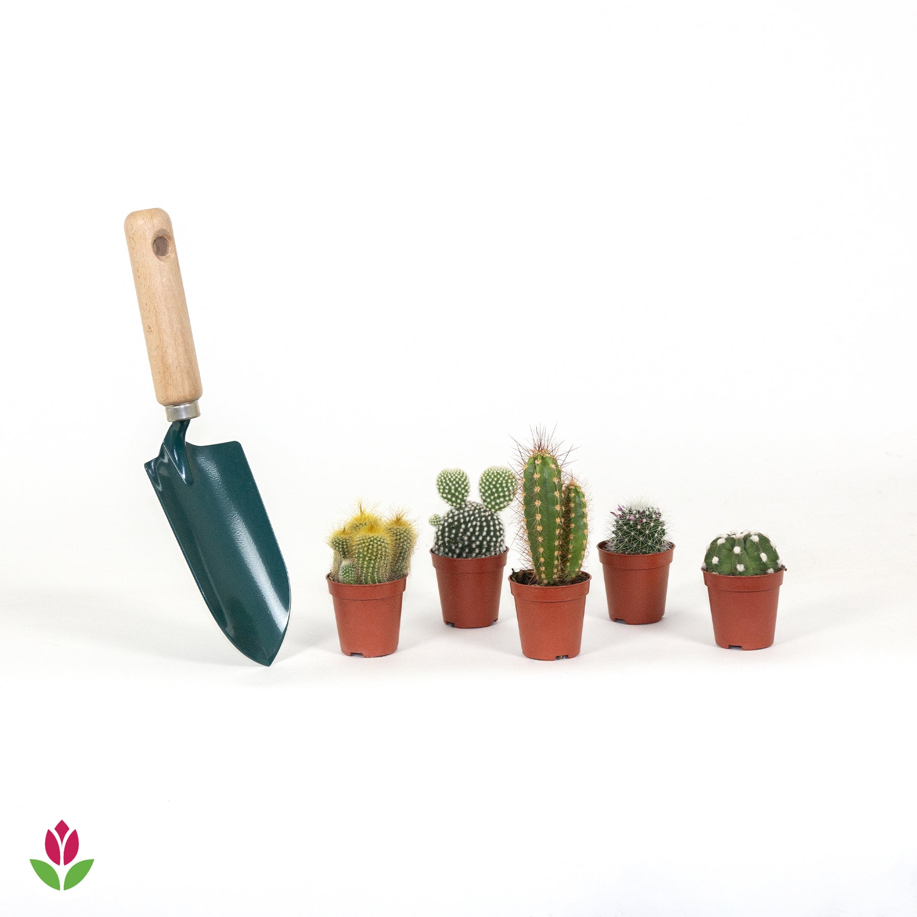 5 cactus en mélange - Mamilaria, Echinocactus, Eriocactus, Opuntiae
