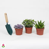 Collection de 3 succulentes - Crassula 'Minova Magic' + 2 Gasterias - Aloe Perfoliata, Echeveria 'Purple Pearl', Crassula 'Minova Magic'