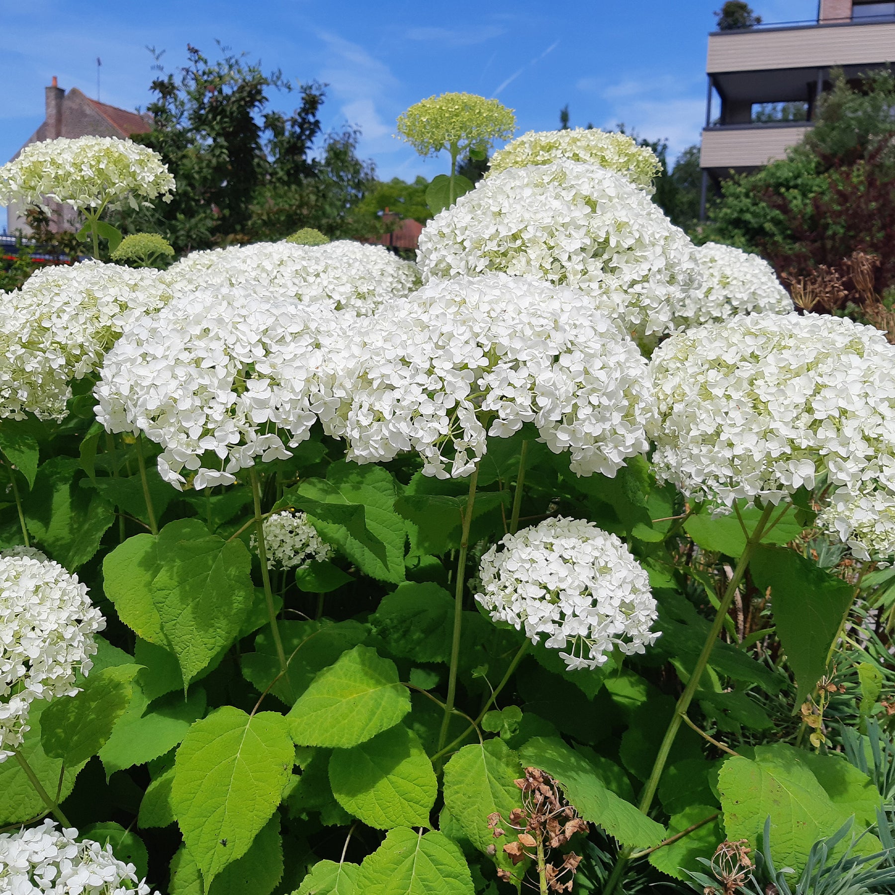 Vente Hortensia Strong Annabelle - Hydrangea arborescens 'strong annabelle'