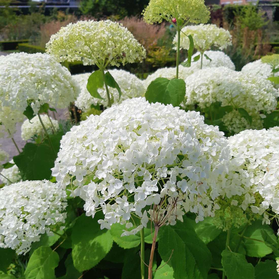 Hortensia Strong Annabelle Hydrangea Arborescens strong Annabelle hortensia-strong-annabelle-hydrangea-arborescens-strong-annabelle
