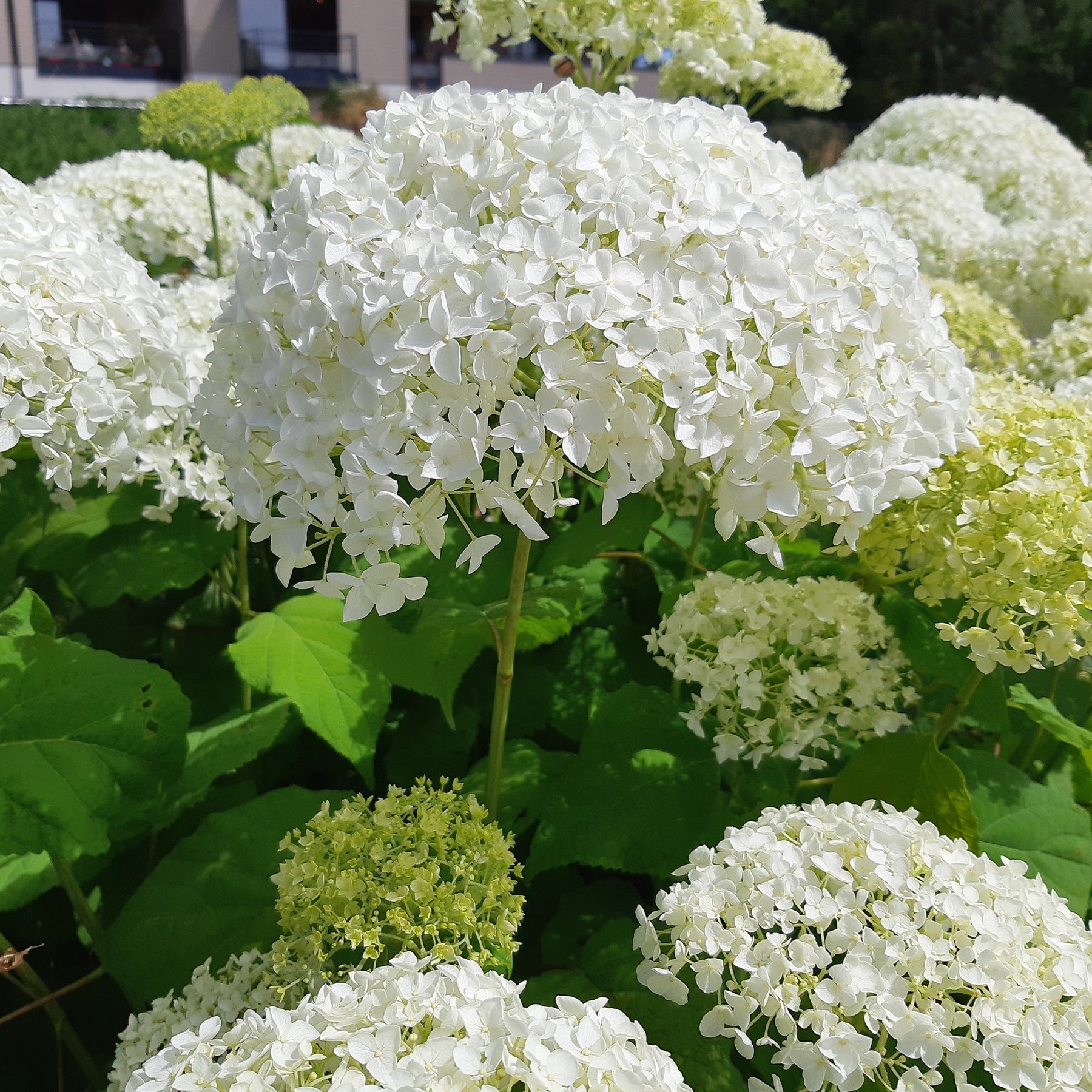 Vente Hortensia Strong Annabelle