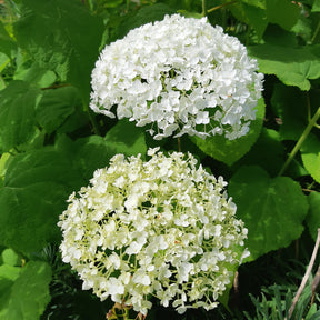 Hortensia Strong Annabelle - Hortensias - Willemse