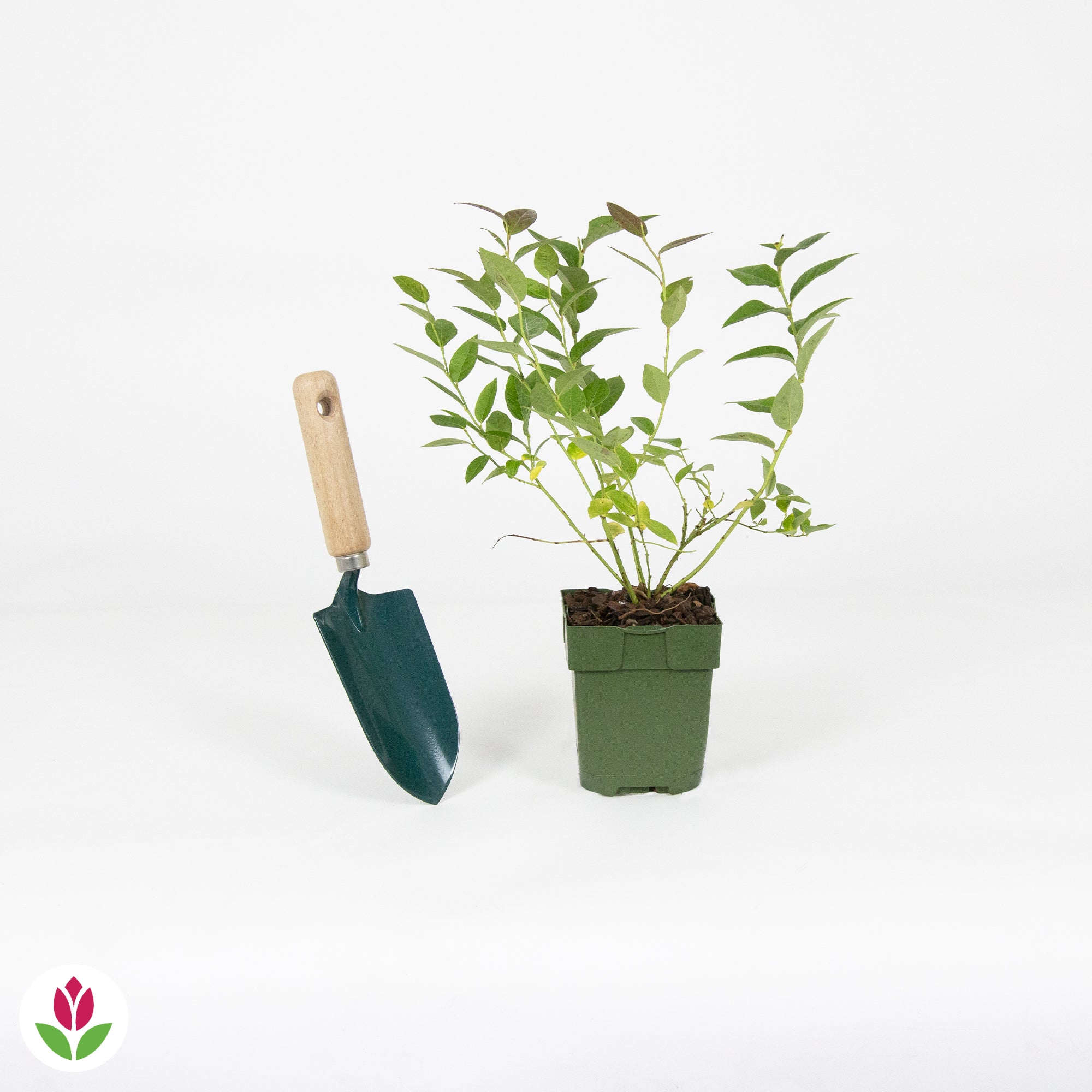 Myrtillier Brigitta Blue