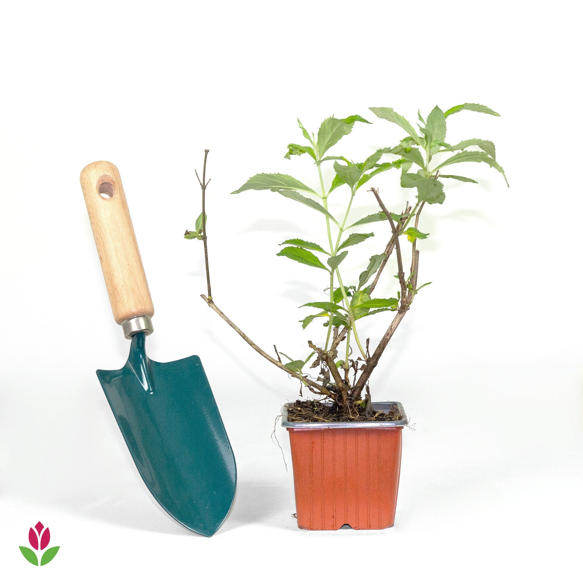 Arbre à papillons Gulliver