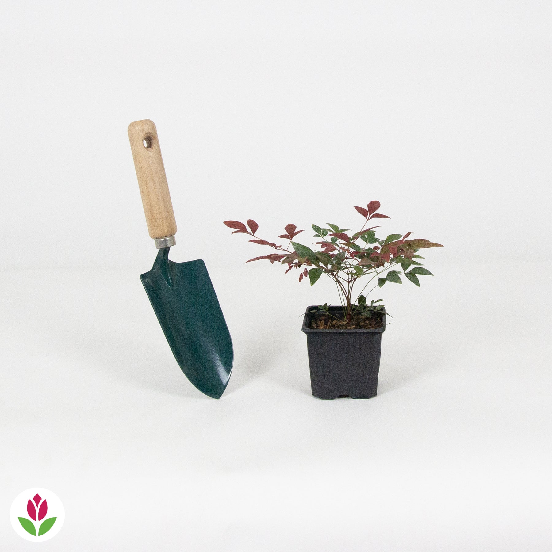 Bambou sacré Obsessed - Nandina domestica obsessed'® - Plantes