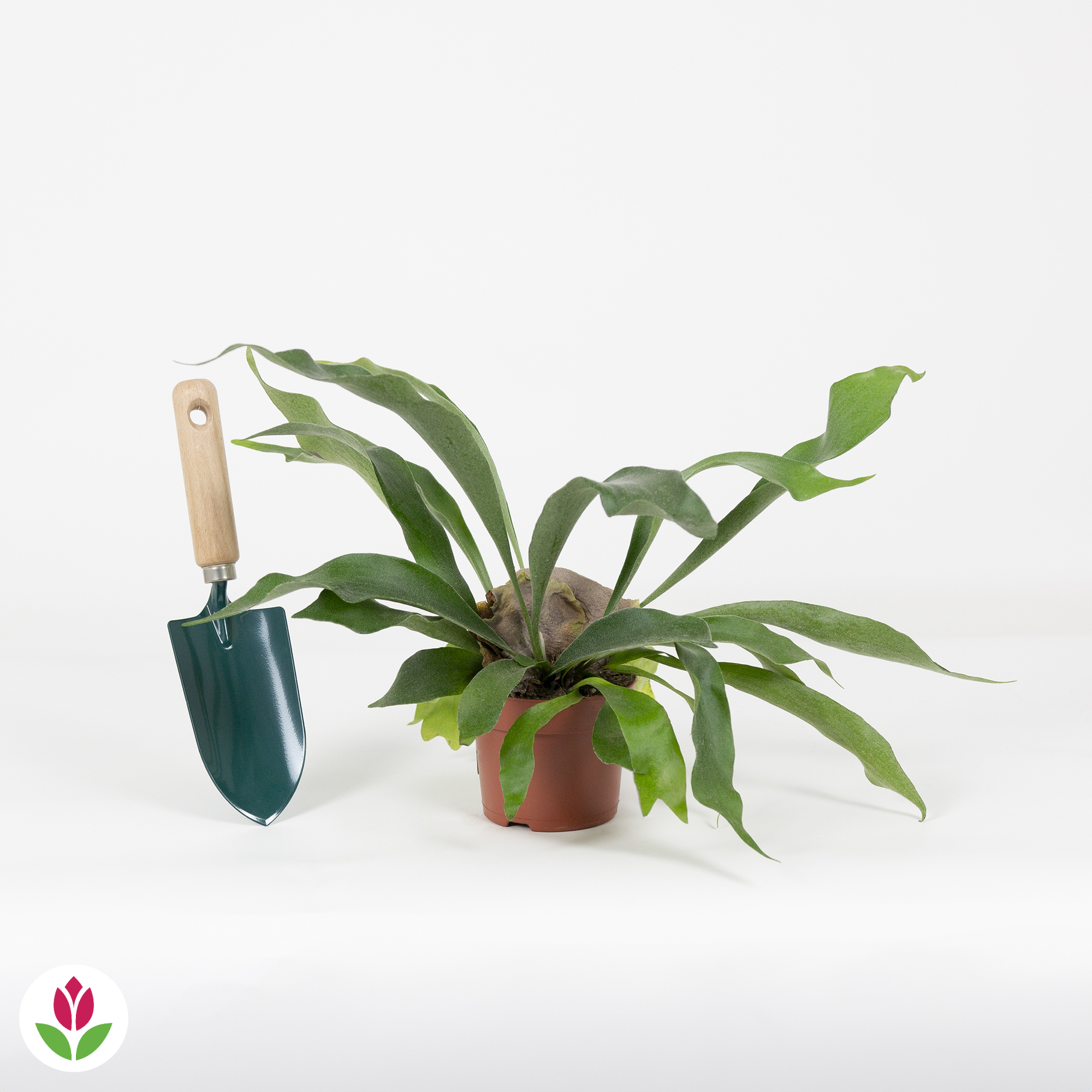 Porte-pots En Bois De Cerf – Déco Nature – Unique