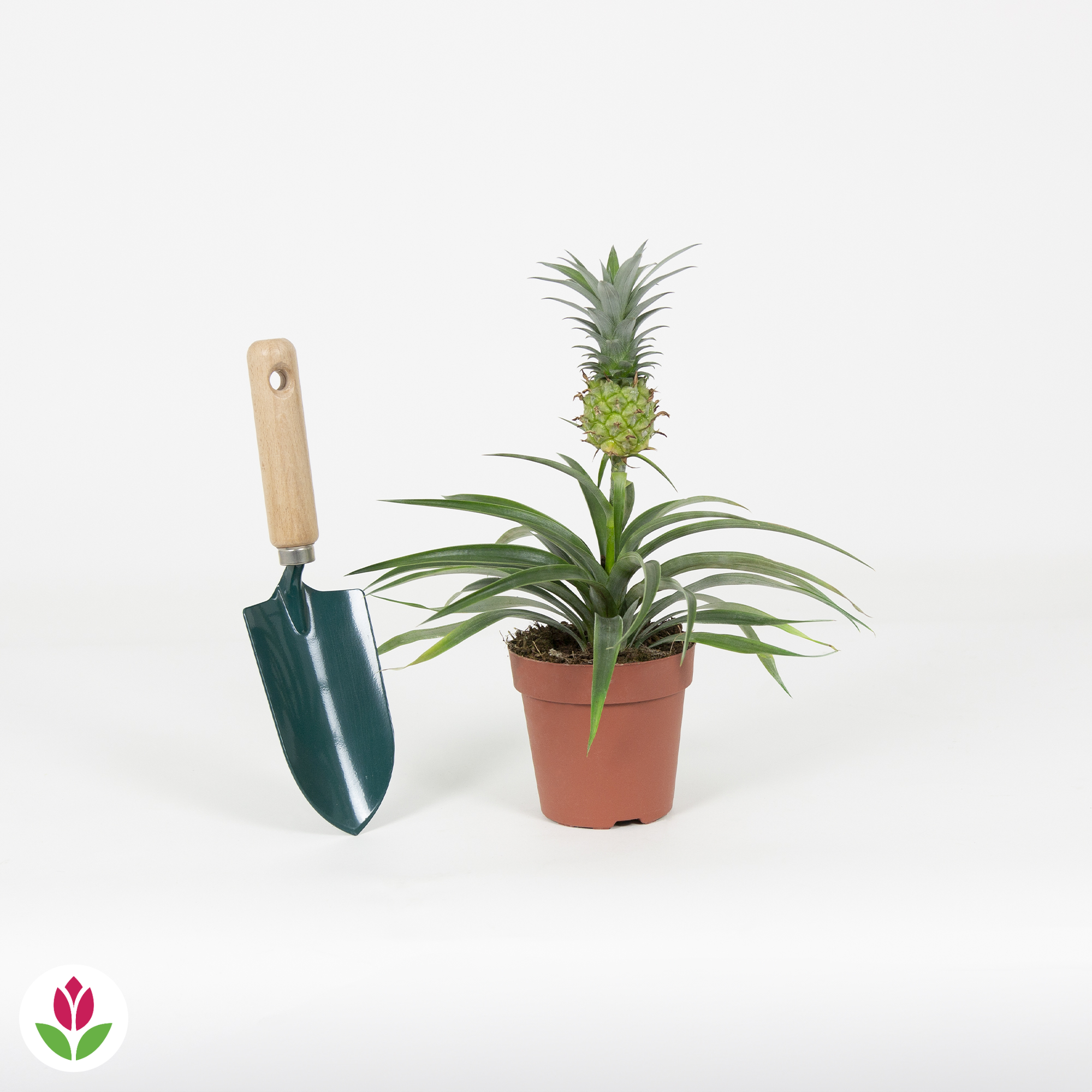 Ananas comosus en pot, décor tropical facile