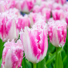 20 Tulipes frangées Huis ten Bosch - Willemse