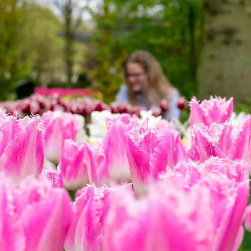 20 Tulipes frangées Huis ten Bosch