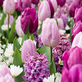 Hyacinthus, Tulipa, Anemone - 25 Bulbes de fleurs Royal Purple en mélange - Collections de bulbes