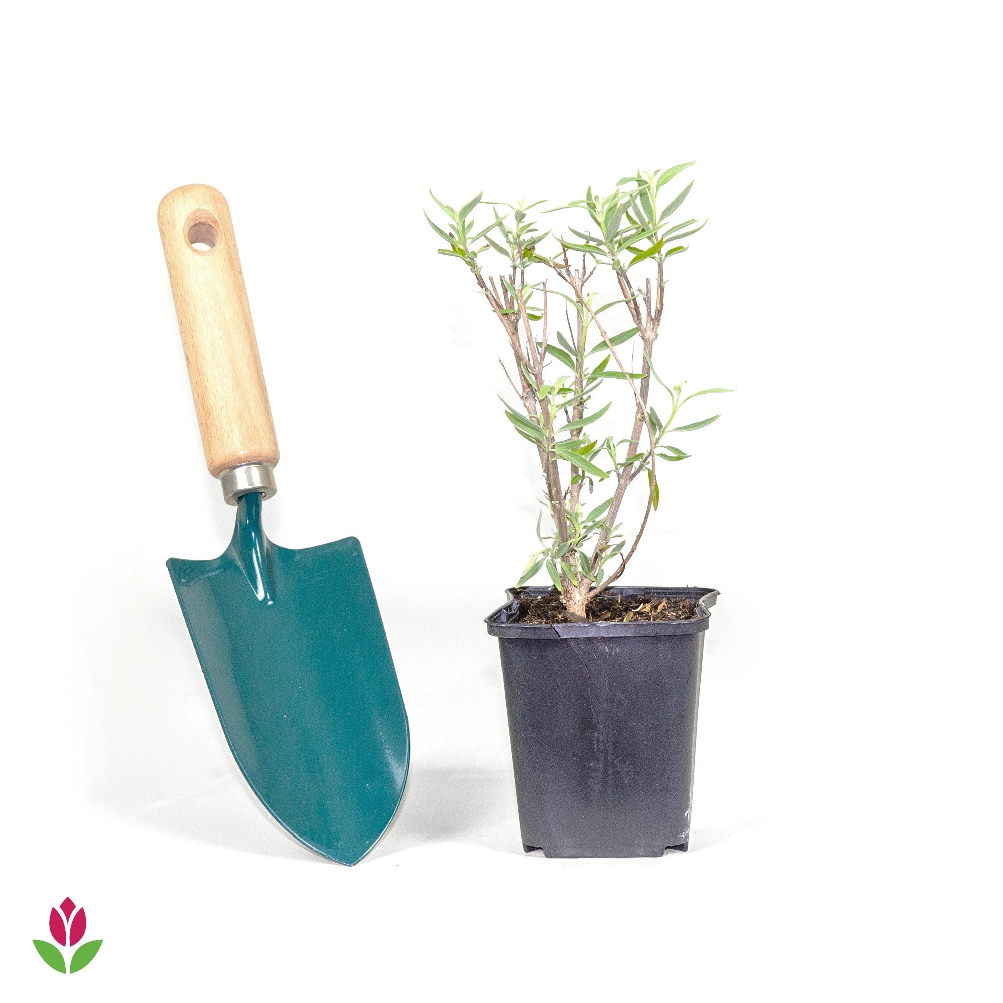 Caryopteris Oiseau bleu