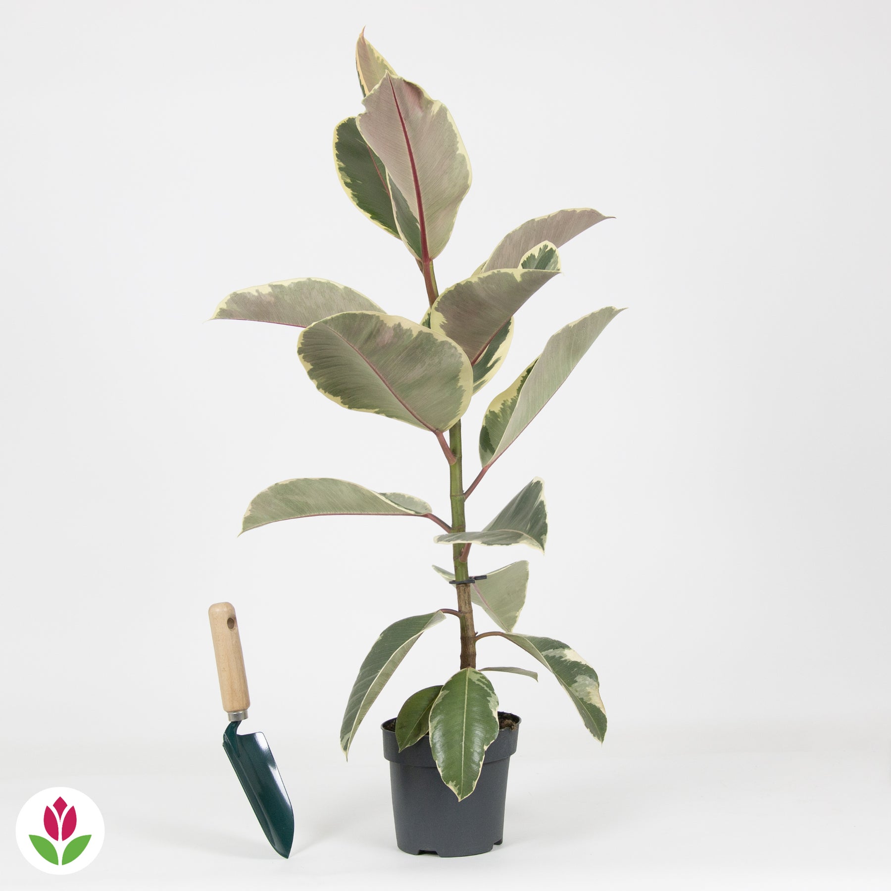 Caoutchouc Tineke - Ficus elastica Tineke - Plantes