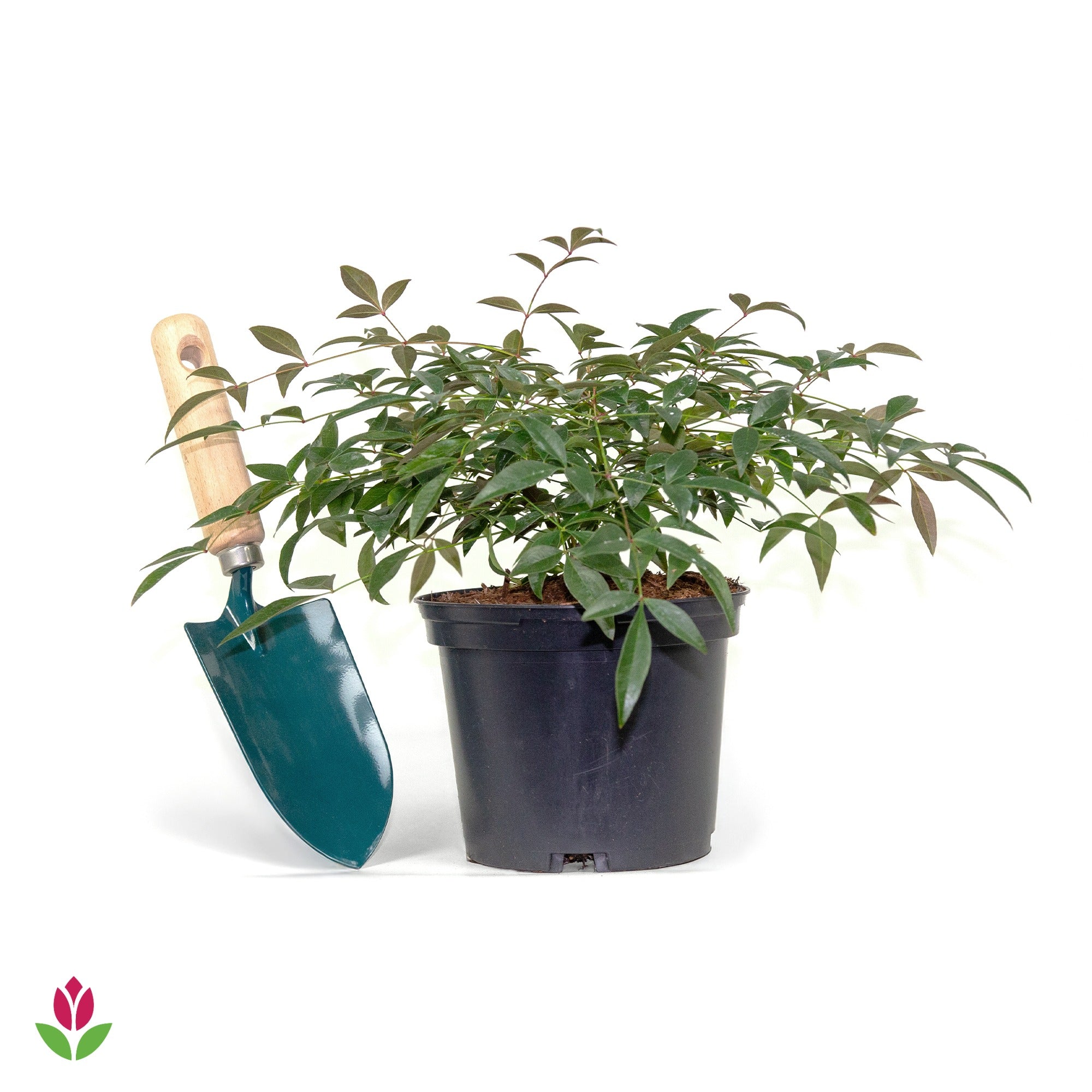 Bambou sacré nain Flirt