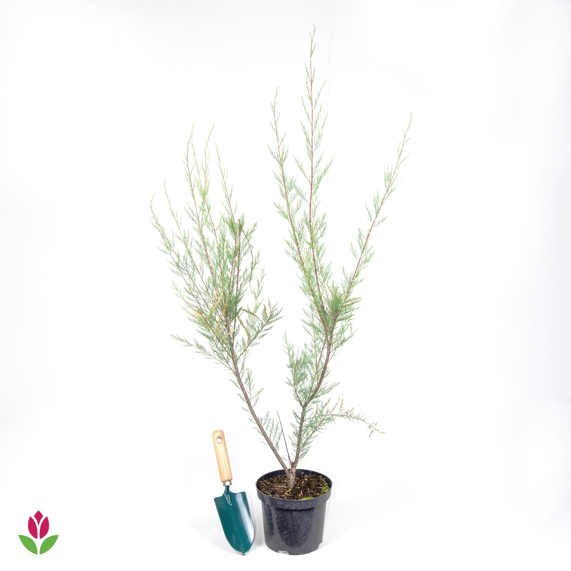 Tamaris ramosissima blanc