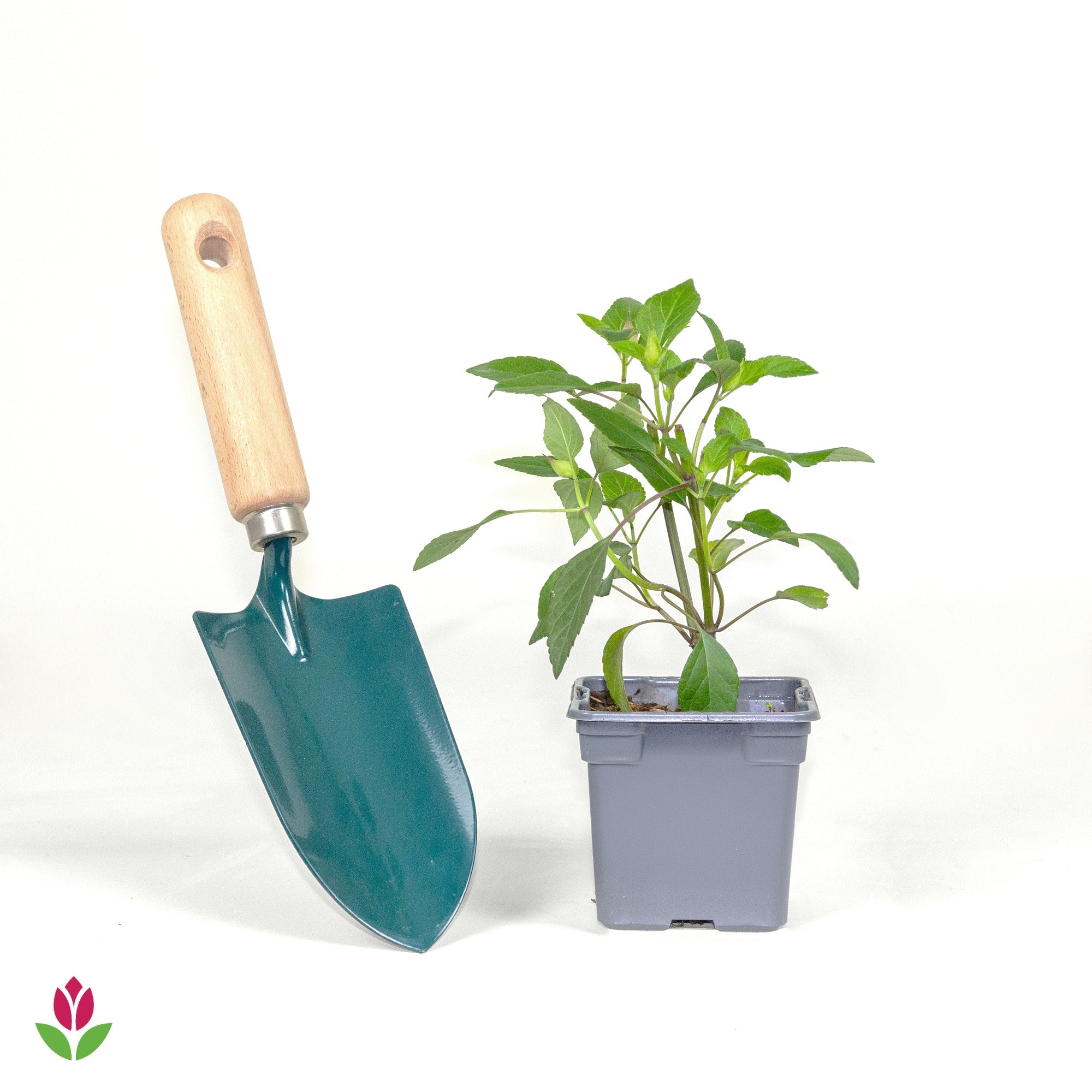 Sauge Love and Wishes®