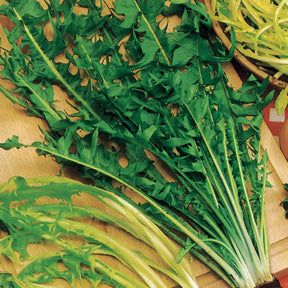 Pissenlit amélioré à cœur plein - Willemse