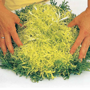 Chicorée frisée Gloire de l'Exposition - Willemse