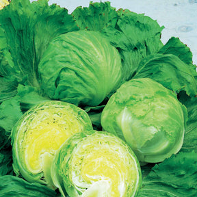 Laitue batavia Barcelona - Willemse