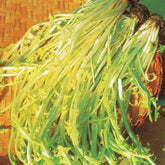 Chicorée sauvage Barbe de Capucin - Willemse