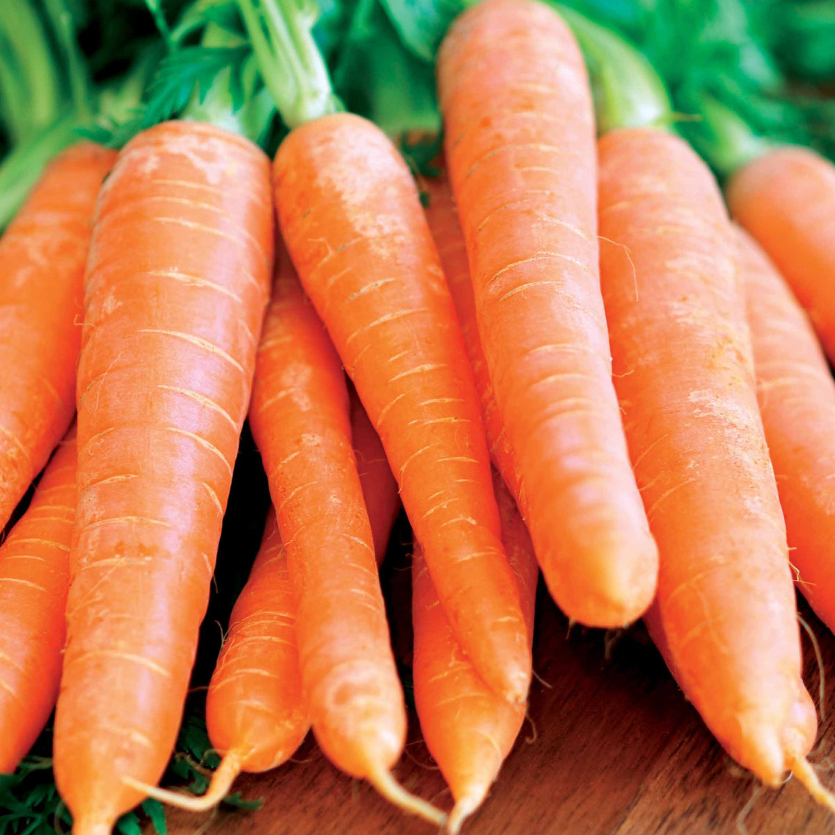 Carotte Nantaise améliorée 4 - Daucus carota nantaise améliorée 4 (40 g) - Potager