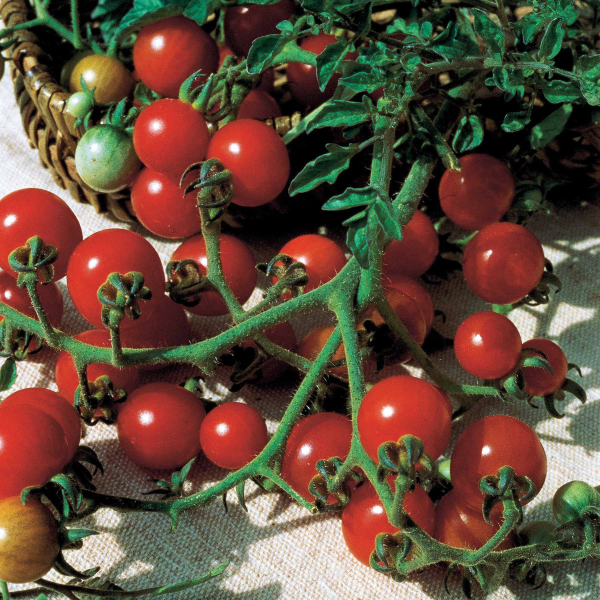 Tomate Rosso Cremlin F1 - type Sweet 100 - Willemse
