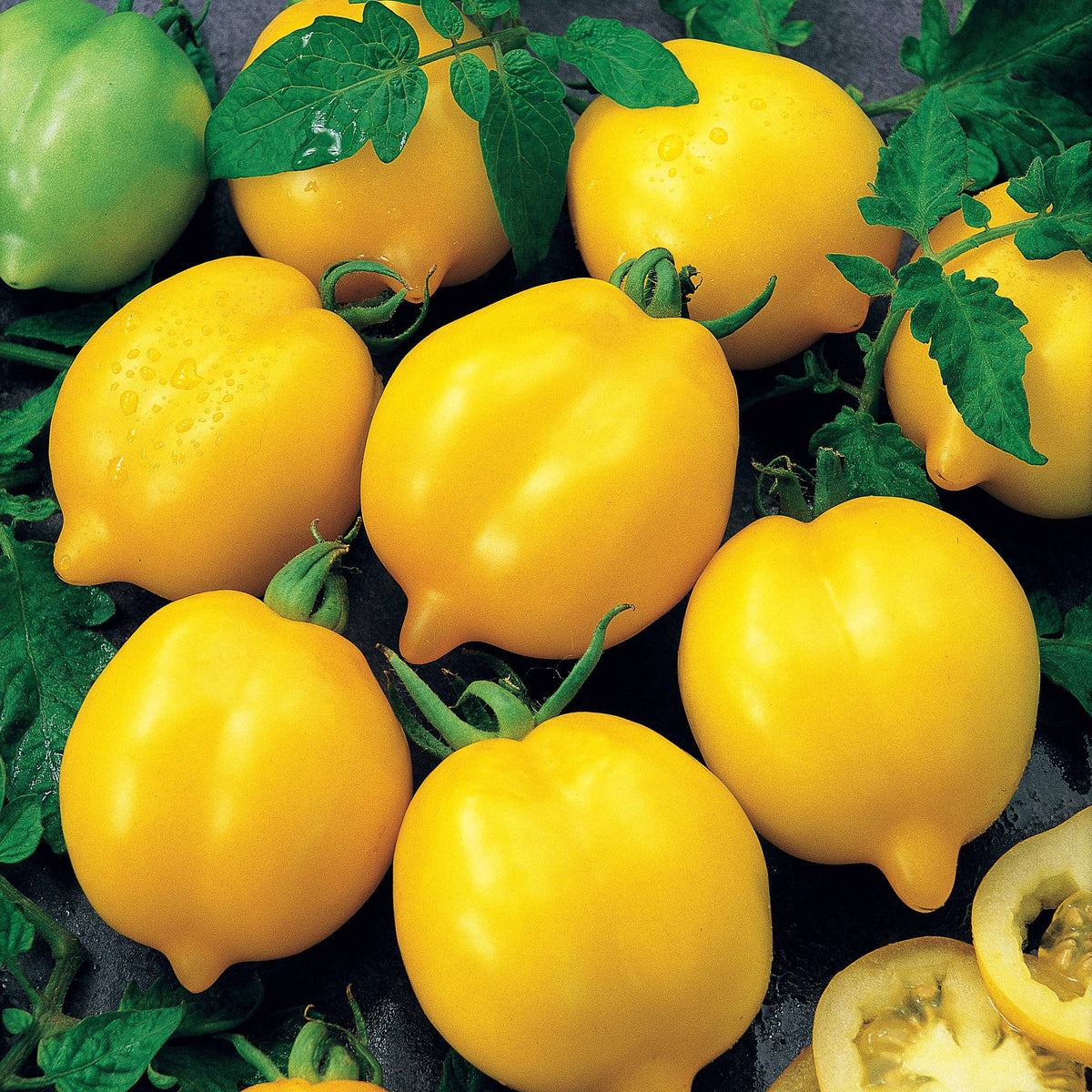Tomate citron - Lemon Tree - Solanum lycopersicum lemon tree - Potager