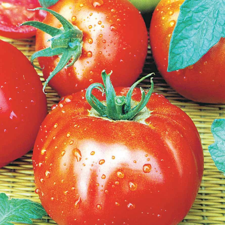 Tomate Merveille des marchés - Solanum lycopersicum merveille des marchés - Potager
