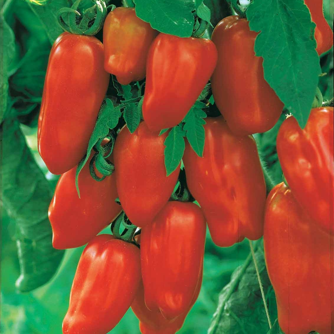 Tomate San Marzano 3 - Solanum lycopersicum san marzano 3 - Potager