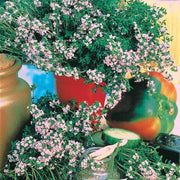 Graines De Thym D'hiver - Sachet Environ 1500 Graines - Thymus Vulgaris - Aromatique Résistante Au Froid