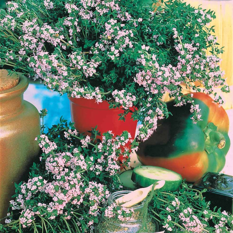 Graines De Thym Commun Germisem - Thymus Vulgaris, Vivace, Aromatique - Pour Cuisine Et Jardin